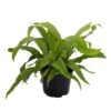 Japanese Bird's Nest Fern - 6" Pot - Asplenium - Easy To Grow Houseplant