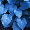 Halcyon Hosta - Gorgeous Medium Size Deep Green/Blue! - Live Plant - Quart Pot