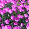Fire Witch Dianthus Perennial - Spicy Fragrance! - Quart Pot