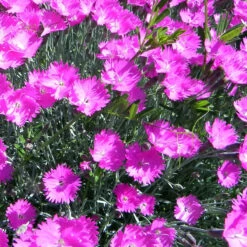 Fire Witch Dianthus Perennial - Spicy Fragrance! - Quart Pot
