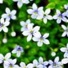 Blue Star Creeper - Isotoma - 3 Seasons Of Blooms - Gallon Pot