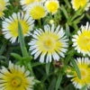 Delosperma WOW (Wheels Of Wonder) Limoncello Ice Plant - Live Plant - Quart Pot