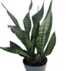 Snake Plant, Mother-In-Law's Tongue - Sansevieria - 6" Pot