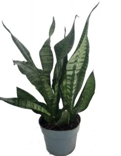 Snake Plant, Mother-In-Law's Tongue - Sansevieria - 6" Pot