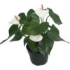 Beauty White Heart Anthurium Plant - Easy To Grow Blooming House Plant - 6" Pot