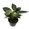 Rare White Veined Birkin Philodendron - From Our Collector's Series - 6" Pot