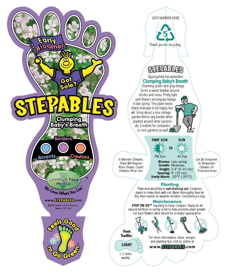 Babies Breath Mouse Ear - Gypsophila Cerastioides - Quart Pot - Image 4