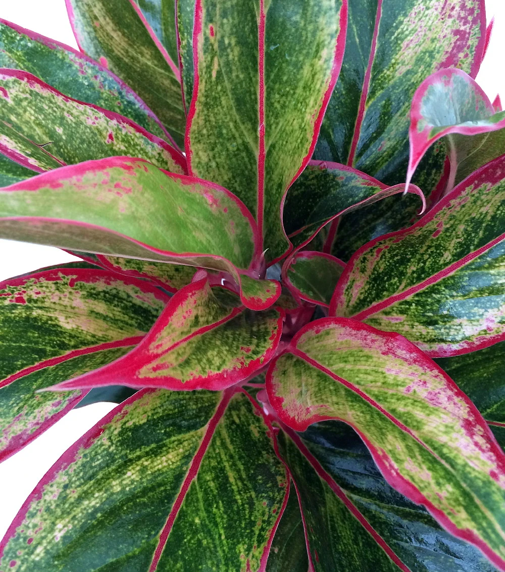 Siam Aurora Chinese Evergreen Plant - Aglaonema - Grows In Dim Light - 4" Pot - Image 2