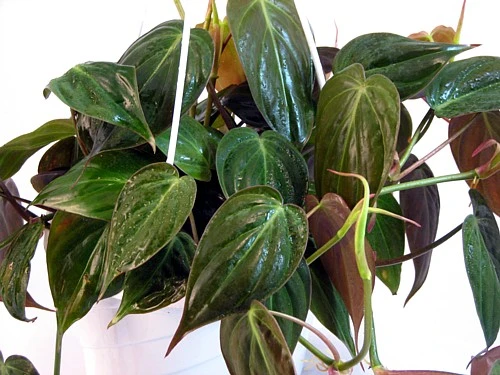 Rare Velvet Leaf Bronze Micans Vine - Philodendron - 4" Pot - Collector's Series - Image 4