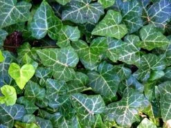 English Ivy 48 Plants - Hardy Groundcover - Sun Or Shade -1 3/4" Pots