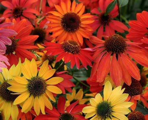 Cheyenne Spirit Coneflower Plant - 2013 AAS Winner - Echinacea - Quart Pot