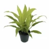 Limelight Madagascar Dragon Tree - Dracaena - 6" Pot - Easy To Grow House Plant
