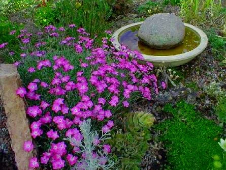 Fire Witch Dianthus Perennial - Spicy Fragrance! - Quart Pot - Image 2