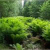 The King Hardy Ostrich Fern - Matteuccia - Up To 8 Feet Tall! - Gallon Pot