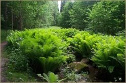 The King Hardy Ostrich Fern - Matteuccia - Up To 8 Feet Tall! - Gallon Pot