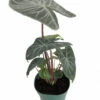 Ivory Coast African Mask Plant - Elephant Ear - Alocasia - Indoors/Out - 6" Pot