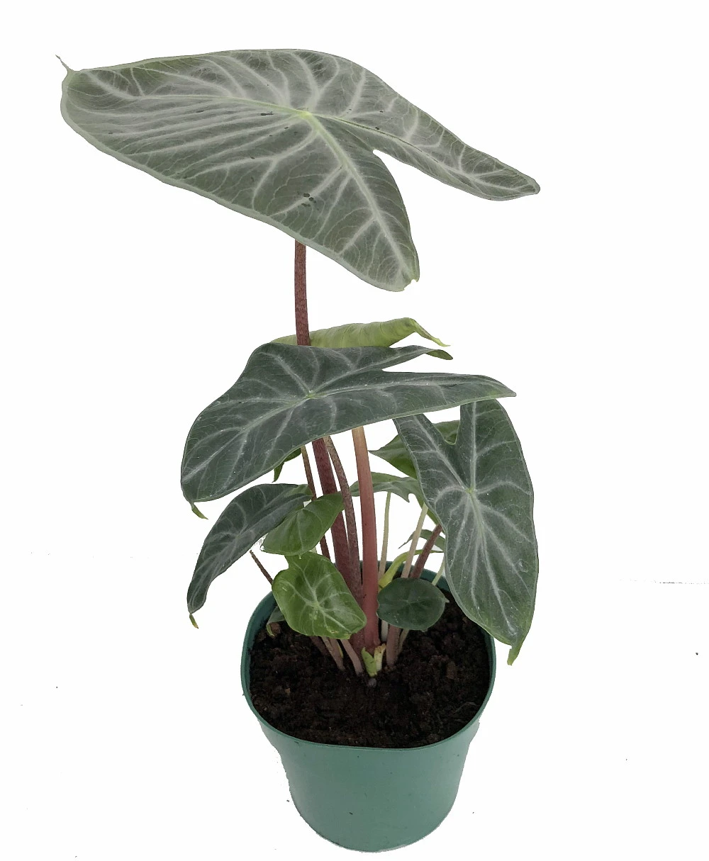 Ivory Coast African Mask Plant - Elephant Ear - Alocasia - Indoors/Out - 6" Pot
