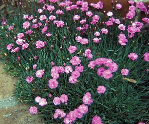 Tiny Rubies Dianthus - Fragrant/Hardy Groundcover - Quart Pot - Image 2
