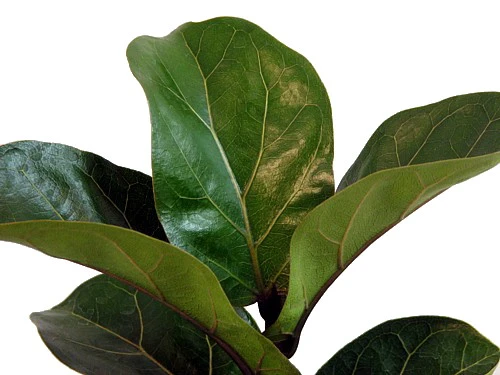 Hirt's Fiddleleaf Fig Tree - Ficus - Great Indoor Tree - Easy - 6" Pot - Image 3