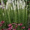 White Blazing Star Perennial - Liatris Spicata Alba - Quart Pot