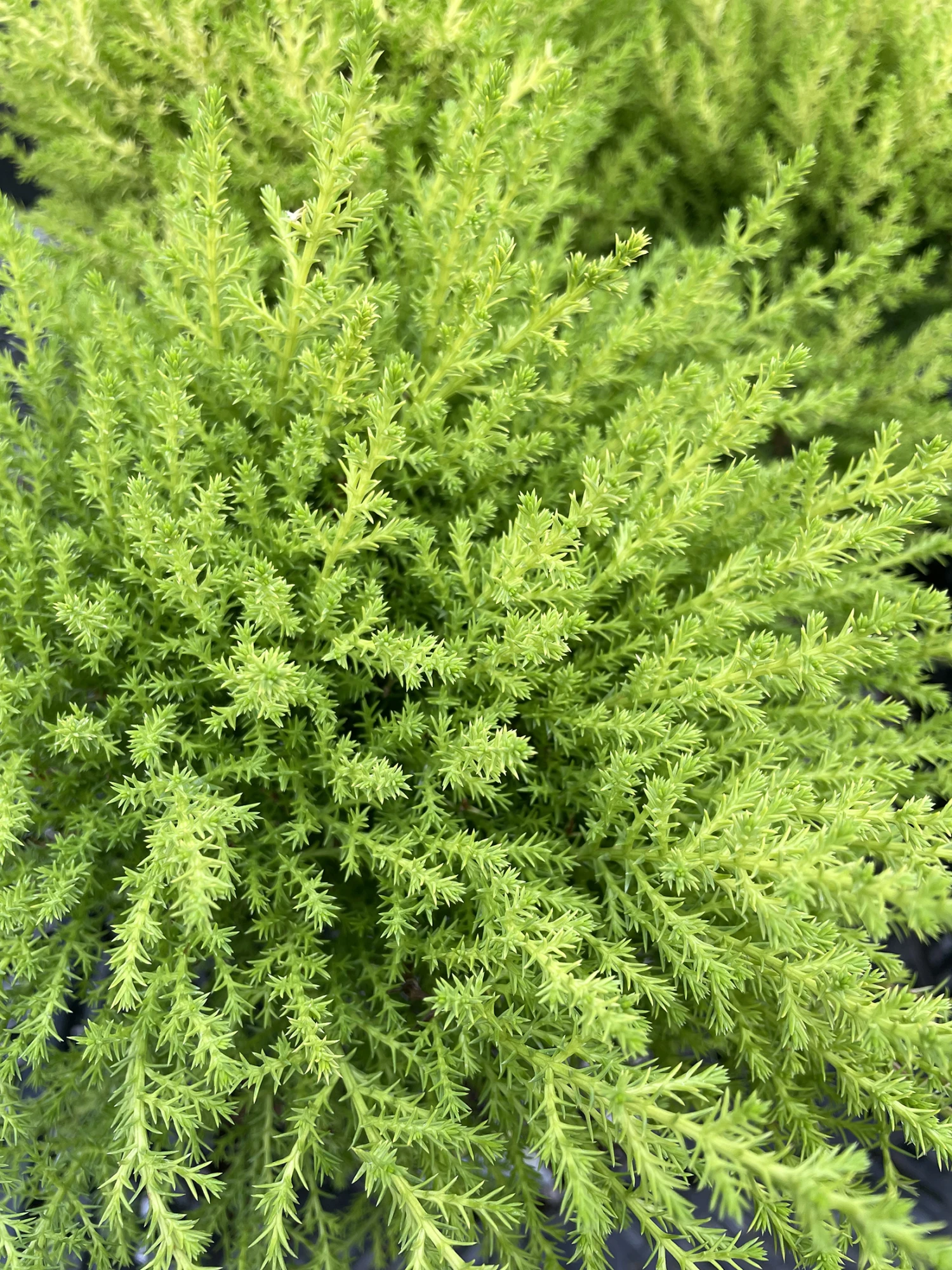 Lemon Scented Goldcrest Cypress Tree - Indoors/Out - 4.5" Pot - Image 3