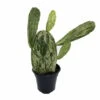 Warm Hand - Velvet Opuntia -Nopal Cactus-Opuntia Cochenillifera-Edible-4" Pot