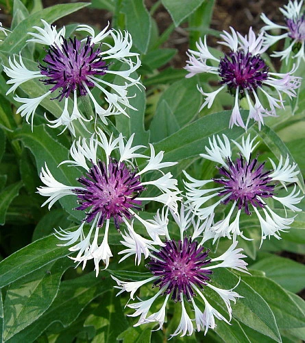 Amethyst In Snow Mountain Bluet - Centaurea Montana - Live Plant -Quart Pot - Image 2