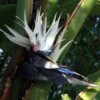 White Bird Of Paradise Plant - Strelitzia - 4" Pot - Collector's Series