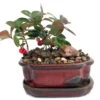 Wintergreen Bonsai With Berries In Ceramic Pot - Teaberry - Gaultheria - Aromatic Leaves
