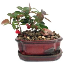 Wintergreen Bonsai With Berries In Ceramic Pot - Teaberry - Gaultheria - Aromatic Leaves