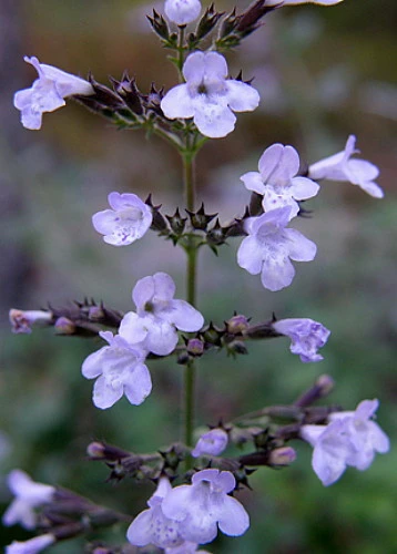Blue Cloud Calamint - Mountain Mint - Live Plant - Quart Pot - Image 2
