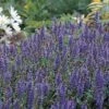 Blue Hill Salvia Perennial - Long Bloomer - Quart Pot