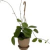 SALE - Hoya Australis 4" Hanging Basket - Exotic Yet Easy