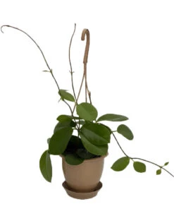 SALE - Hoya Australis 4" Hanging Basket - Exotic Yet Easy