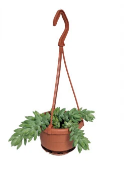 Burrito Burros Tail - 4" Mini Hanging Basket - Sedum Burrito