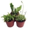 Carnivorous Terrarium Plants - Assortment Of 3 Plants In 2" Pots