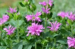 Sugar Buzz® Lilac Lollipop Bee Balm - Monarda - Purple - Quart Pot