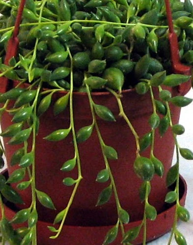 Football Plant - Senecio Radicans - 6" Hanging Basket - Succulent - Image 5