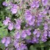 Walker's Low Catmint Perennial - Nepeta Faassenii - Live Plant - Gallon Pot