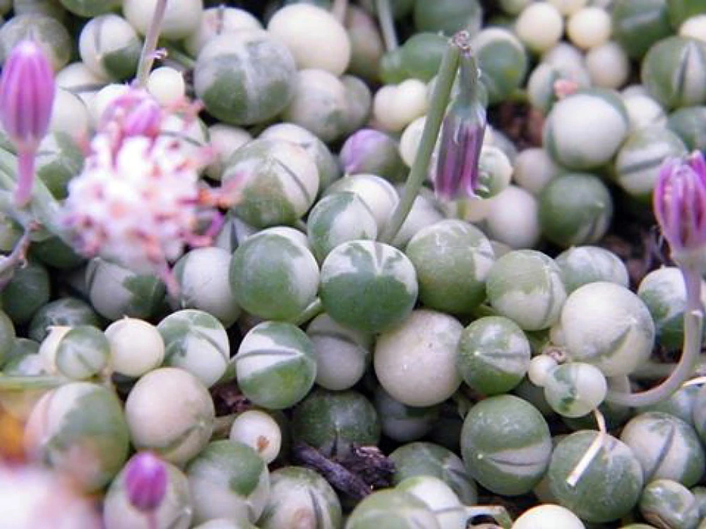 Frosted String Of Pearls - Senecio - Easy To Grow Succulent - 2.5" Pot - Image 2