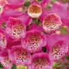 Camelot Rose Foxglove - Digitalis - Hardy Perennial - Quart Pot