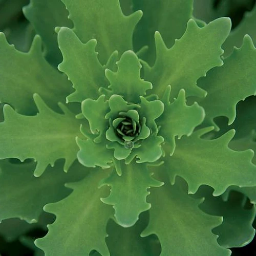 Thundercloud Sedum - Hardy Perennial Groundcover - Quart Pot - Image 2