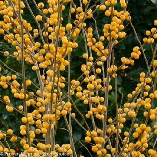 GOLD BERRY HEAVY® Winterberry Holly - 4" Pot - Proven Winners - Image 2