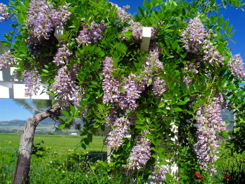 Blue Moon Wisteria Vine - Huge Fragrant Blooms - 4" Pot - Image 5