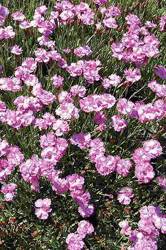 Tiny Rubies Dianthus - Fragrant/Hardy Groundcover - Quart Pot - Image 5