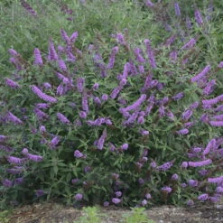 Humdinger® Lavender Cupcake Butterfly Bush - Buddleia - Compact - Gallon Pot