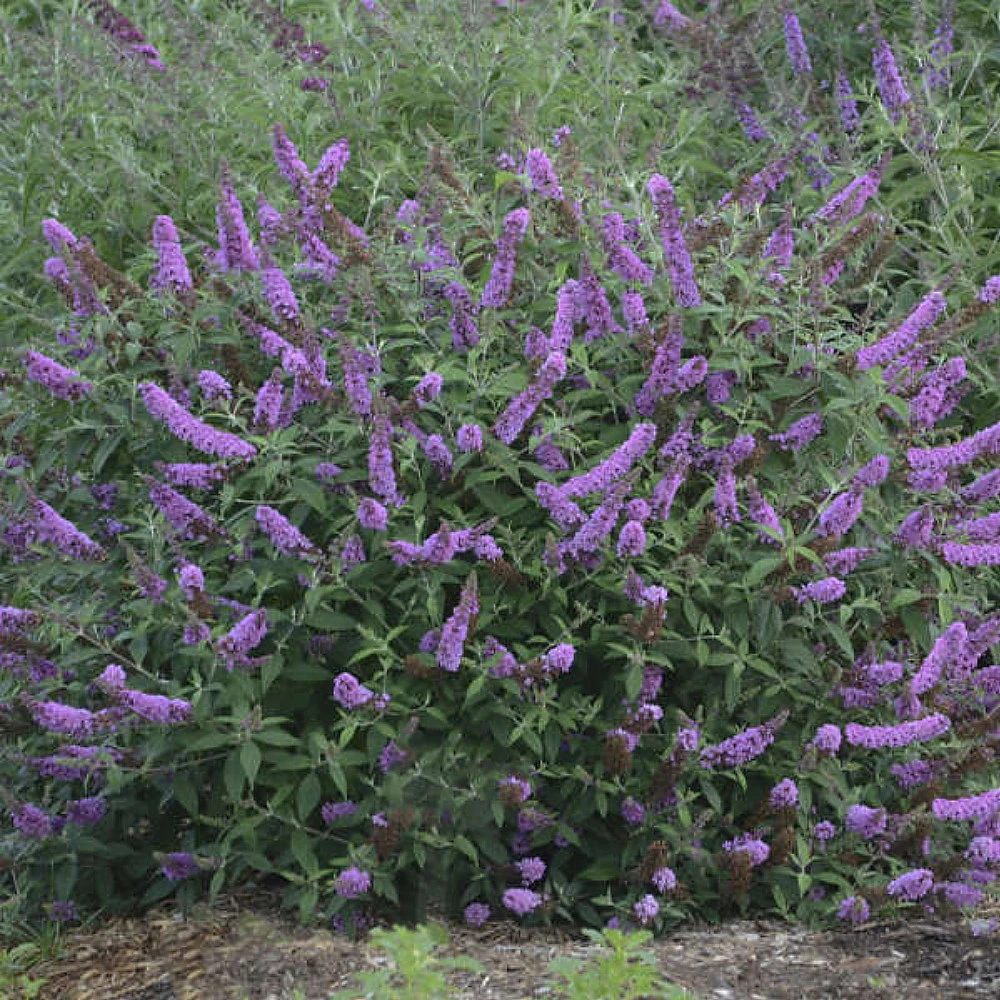Humdinger® Lavender Cupcake Butterfly Bush - Buddleia - Compact - Gallon Pot