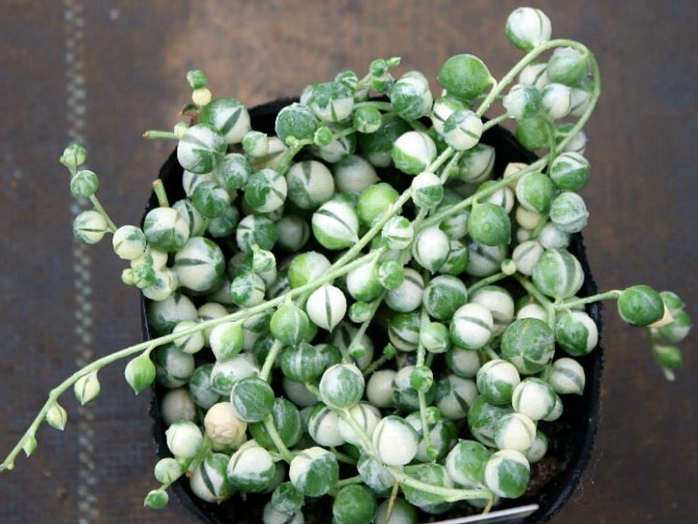 Frosted String Of Pearls - Senecio - Easy To Grow Succulent - 2.5" Pot - Image 4
