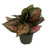 Red Valentine Chinese Evergreen Plant - Aglaonema - Grows In Dim Light - 6" Pot