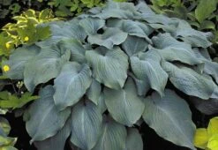 Blue Angel Hosta - Lavender Blue Flowers - Quart Pot